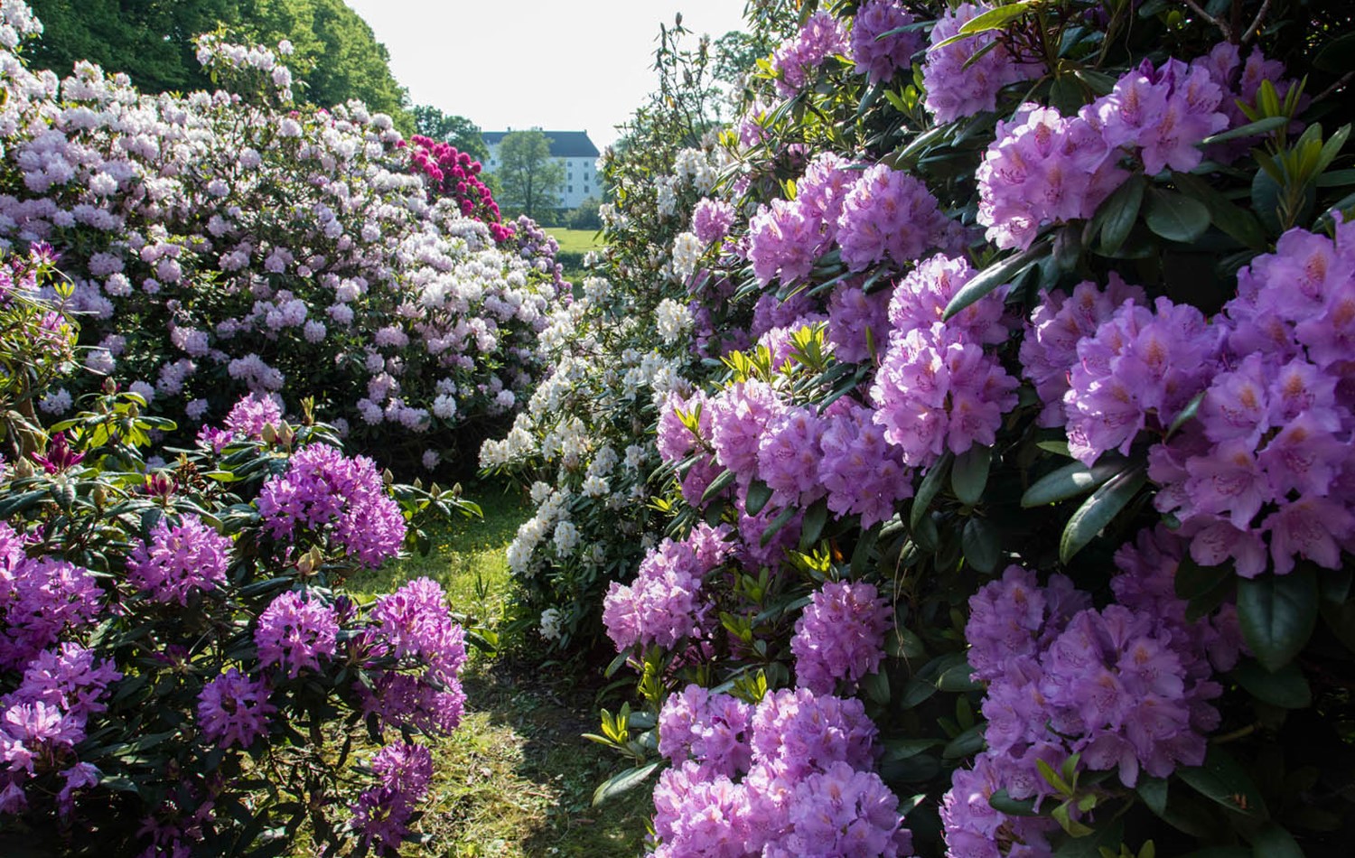 Dragsholm Slot rhododendron
